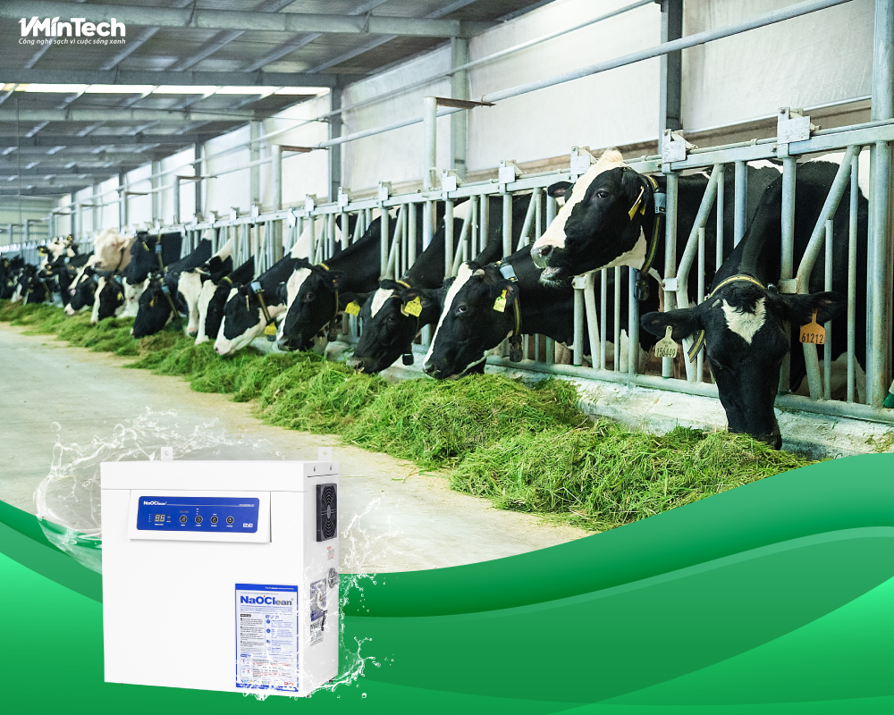 Dùng nước khử khuẩn NaOClean rửa thức ăn tươi như cỏ,... cho trang trại nuôi bò sữa