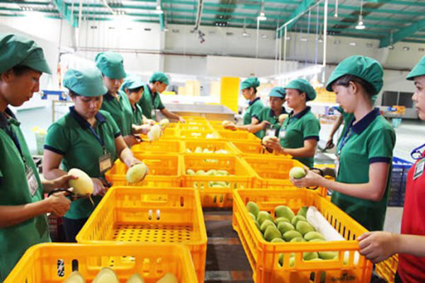 Cần phải có sự chuẩn bị và kỹ lưỡng trong quá trình bảo quản hoa quả xuất khẩu