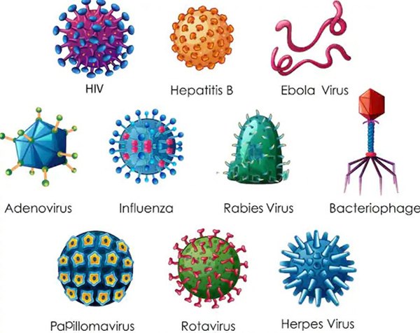 Virus được phân loại theo hình dạng, kích thước